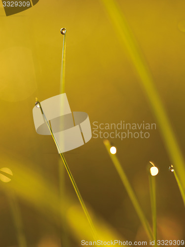 Image of grass with dew drops