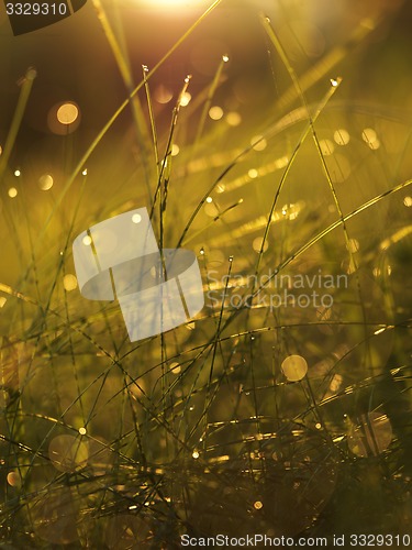 Image of grass with dew drops