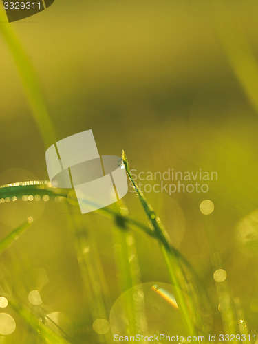 Image of grass with dew drops