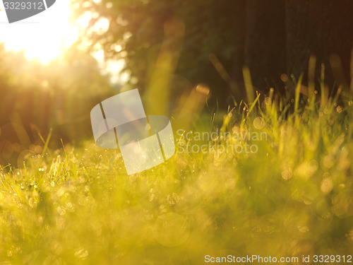 Image of grass with dew drops