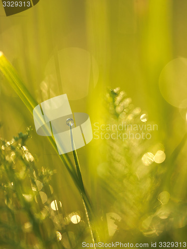 Image of grass with dew drops