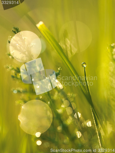 Image of grass with dew drops