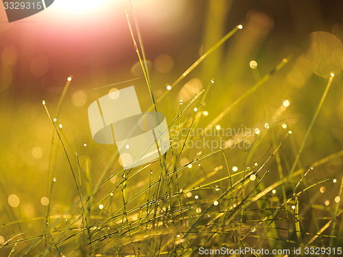 Image of grass with dew drops