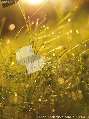 Image of grass with dew drops