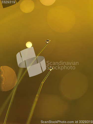 Image of grass with dew drops