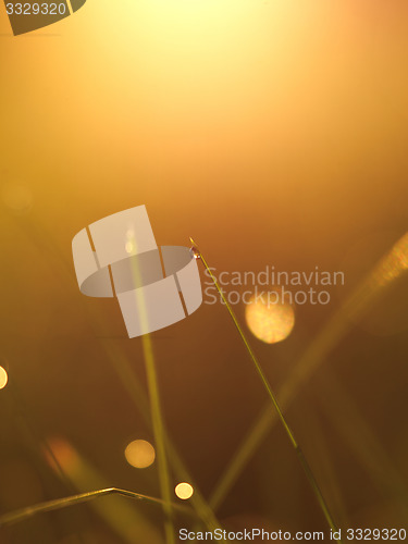 Image of grass with dew drops