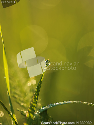 Image of grass with dew drops