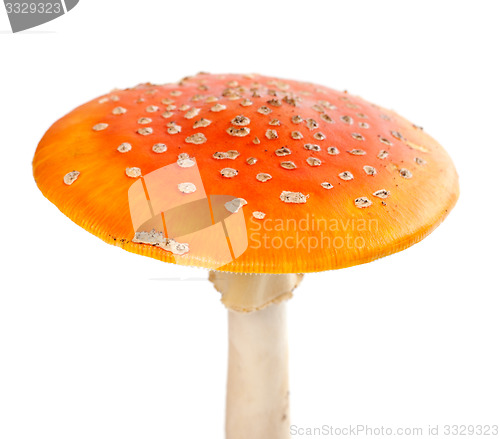 Image of Red fly-agaric (amanita muscaria) isolated on white