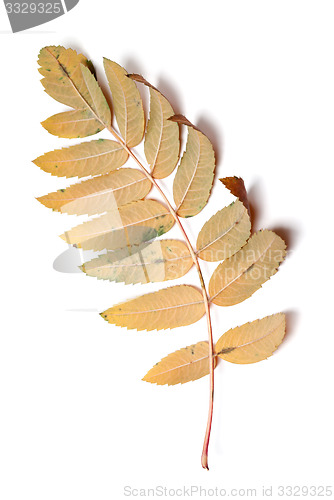 Image of Autumn leaf of rowan isolated on white background