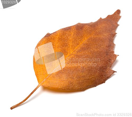 Image of Dry autumn leaf of birch