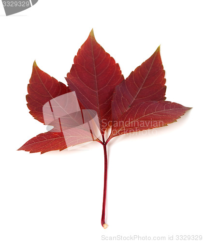 Image of Dark-red autum virginia creeper leaf 