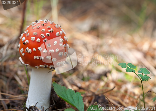 Image of Red amanita muscaria mushroom in forest