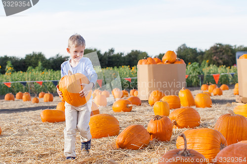 Image of pumpkin patch