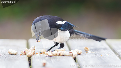 Image of European Magpie (pica pica)