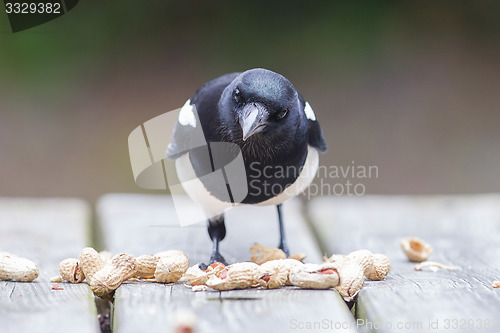 Image of European Magpie (pica pica)