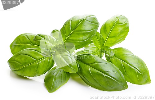 Image of fresh basil leaves