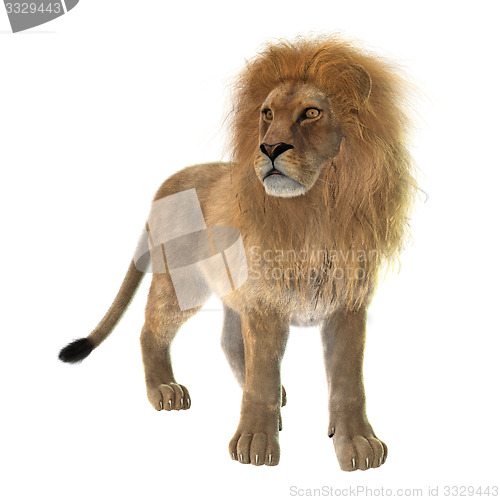 Image of Male Lion