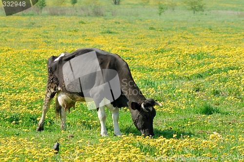 Image of Cow