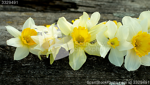 Image of Daffodils