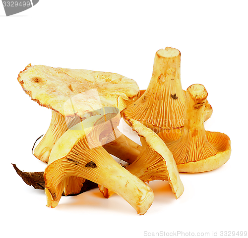 Image of Raw Chanterelles