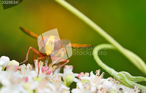 Image of Wild Hornet