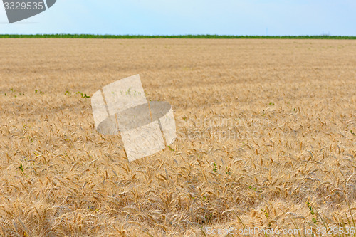 Image of Field of ripened wheat