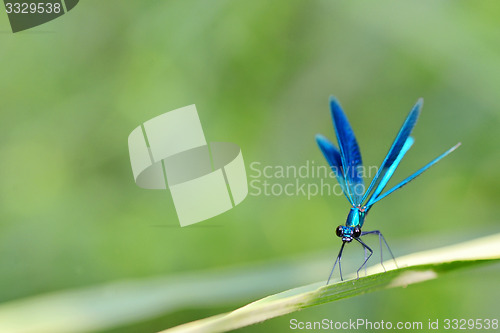 Image of dragonfly in forest