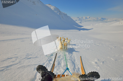 Image of greenland dogs