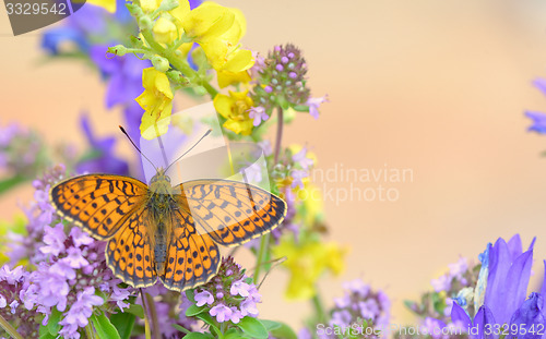 Image of Monarch Butterfly