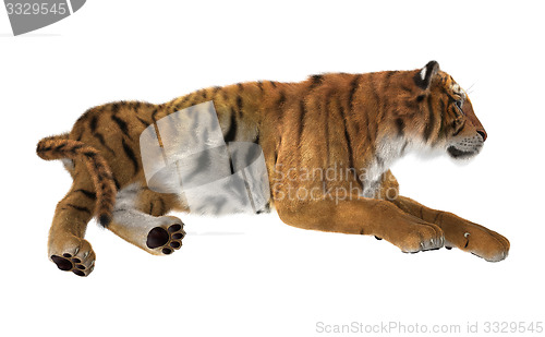 Image of Tiger