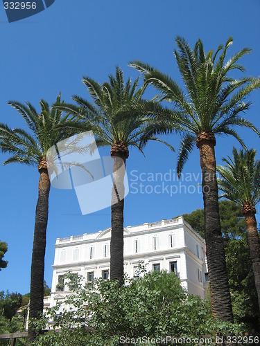 Image of palm trees