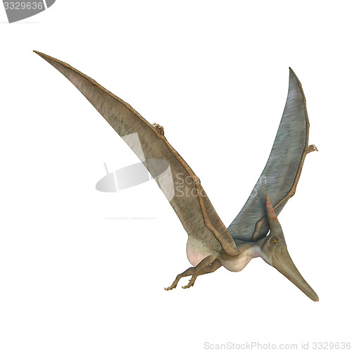 Image of Pteranodon