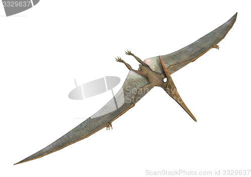 Image of Pteranodon