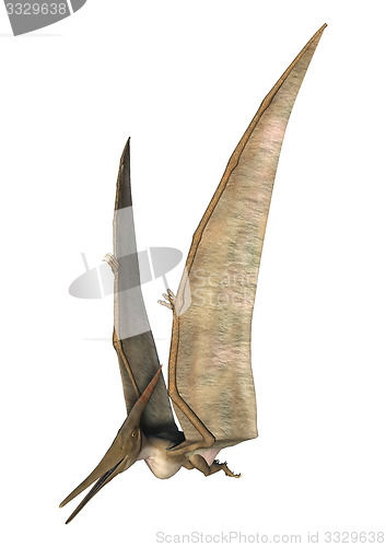 Image of Pteranodon