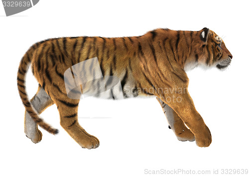 Image of Tiger