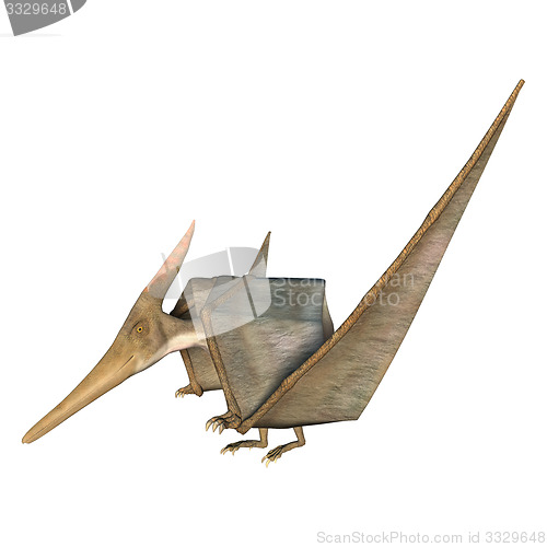 Image of Pteranodon