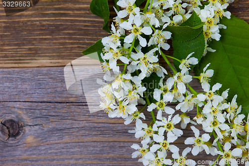 Image of blossom bird cherry