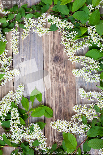 Image of blossom bird cherry