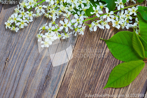 Image of blossom bird cherry with green leaves