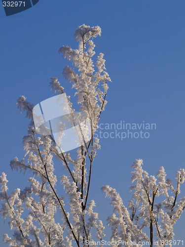 Image of Frost