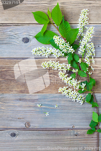 Image of still life with branch of blossom bird cherry