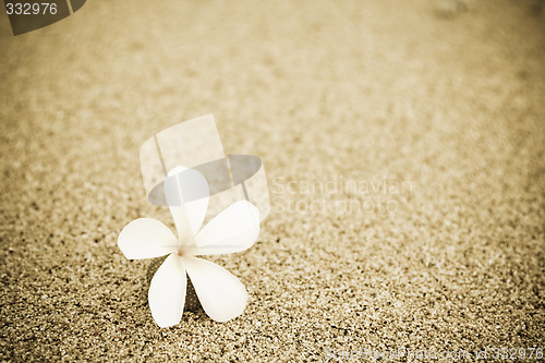 Image of Flower on the beach