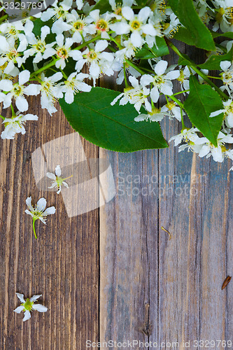 Image of branch of blossom bird cherry
