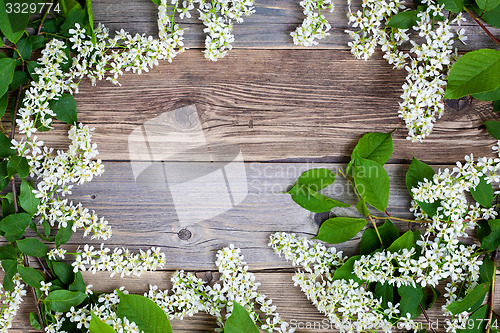 Image of bird cherry branches