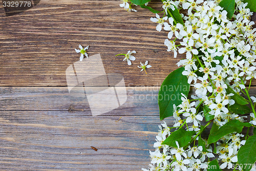 Image of branch of blossom bird cherry