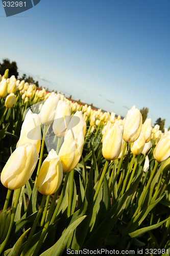 Image of Yellow tulips