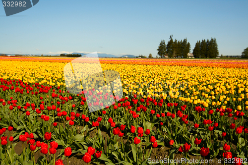 Image of Tulip field