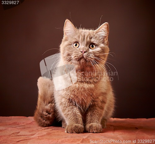 Image of portrait of british kitten