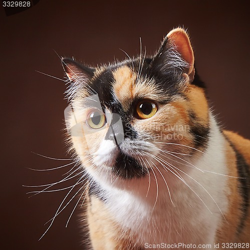 Image of portrait of british cat