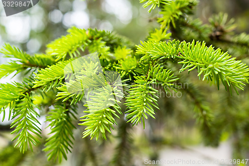 Image of Fresh pine branch in forest